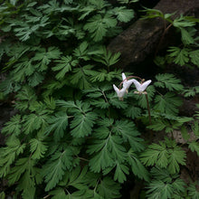 Load image into Gallery viewer, Dutchman’s Breeches Flower Essence
