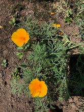Load image into Gallery viewer, California Poppy Tincture
