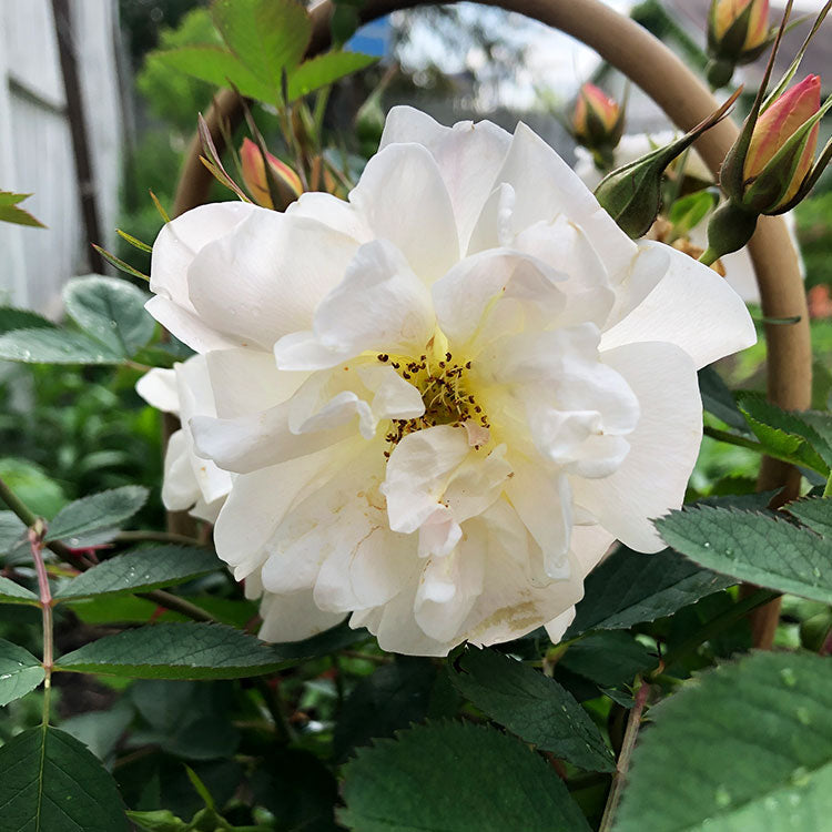 Earth Meets Body White Rose Flower Essence